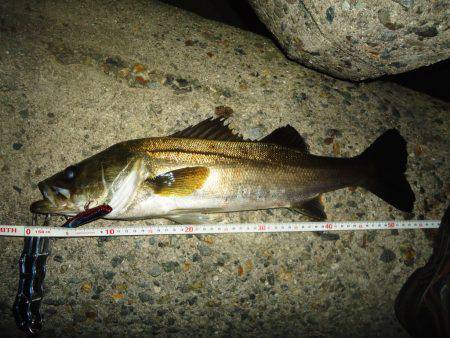 バチパターンまだイケる