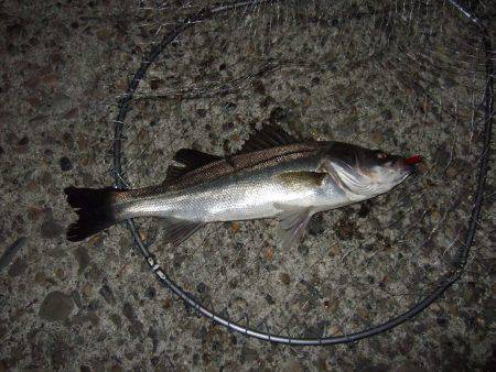 バチ抜けそろそろ終板？