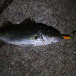 今期の初バチ抜けシーバス