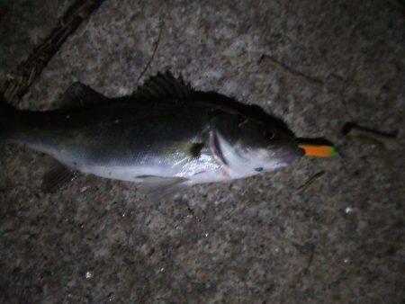 今期の初バチ抜けシーバス