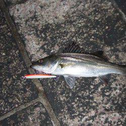 バチ抜けシーバス 針の検証