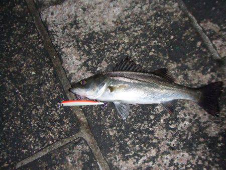 バチ抜けシーバス　針の検証