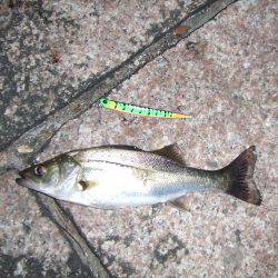 夜中でもバチ抜け