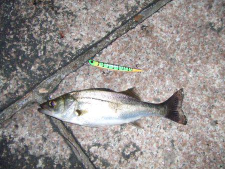 夜中でもバチ抜け