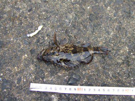 穴釣り　赤潮で不調