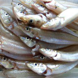 キス釣れました。