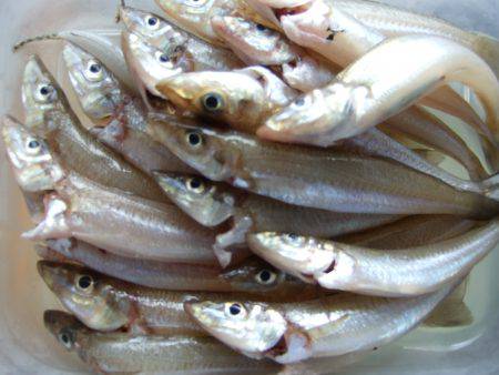 キス釣れました。