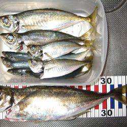 長期戦で大アジ。