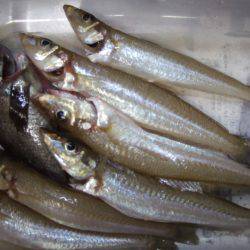 キス釣れてます。