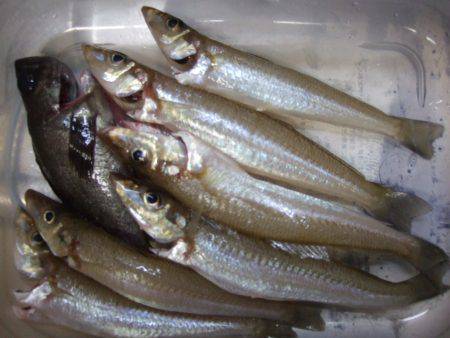 キス釣れてます。