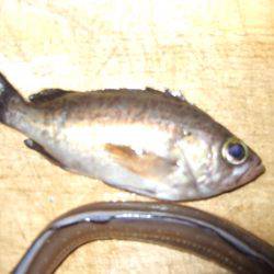 今日は厳かった。