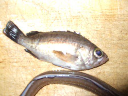 今日は厳かった。