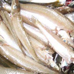 父とキス＆アジ