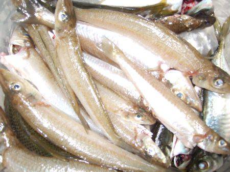 父とキス＆アジ