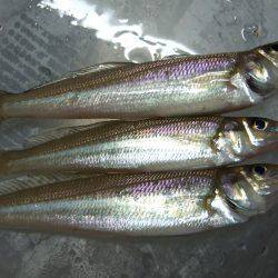 キビレ狙いでしたが。