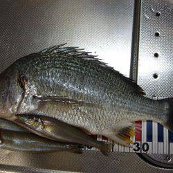 今日もキビレ狙い。