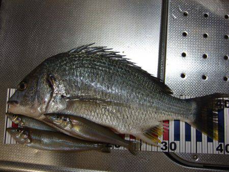 今日もキビレ狙い。