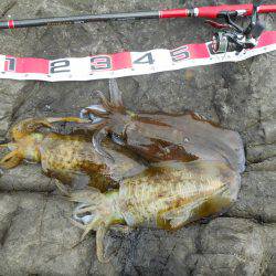 磯でヤエンのアオリイカ