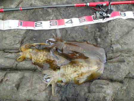 磯でヤエンのアオリイカ