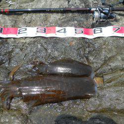 磯でアオリイカのヤエン釣り