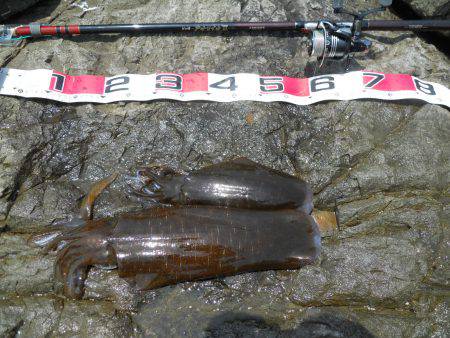 磯でアオリイカのヤエン釣り