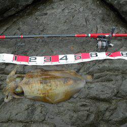 磯でヤエンのアオリイカ