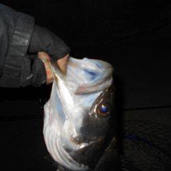 バチのサイズは小さい。