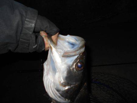 バチのサイズは小さい。