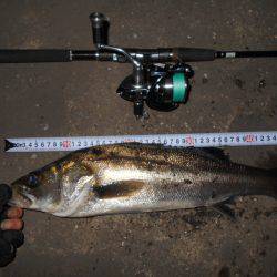 バチパターン♪