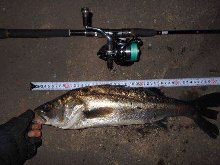 バチパターン♪