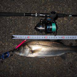 少々渋めのバチパターン。