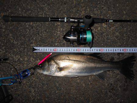 少々渋めのバチパターン。