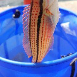 ベラ×1 カサゴ ×5