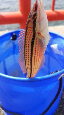 ベラ×1 カサゴ ×5