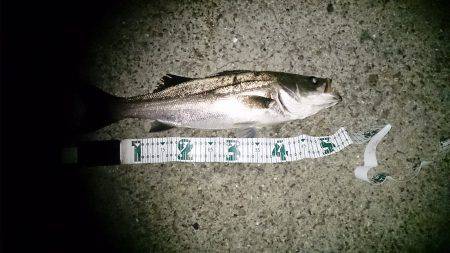 これぞ春烏賊200G！！！