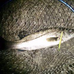 ﾏｯﾀﾘ釣り。