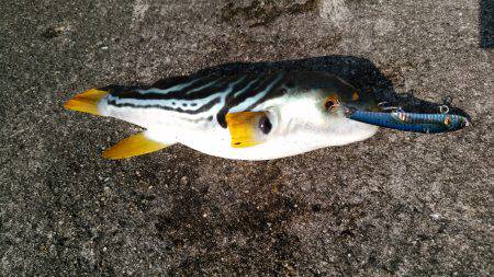 いよいよ梅雨メバルへ