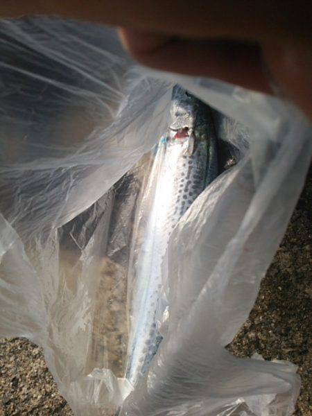 ショアジギング