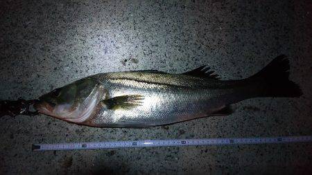 神戸港シーバス