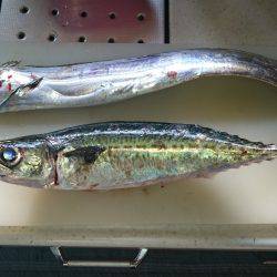 タチウオ・サバ