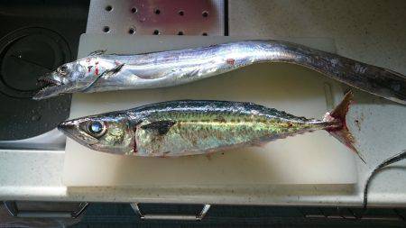 タチウオ・サバ