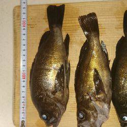 ﾒﾊﾞﾘﾝｸﾞ