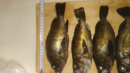 ﾒﾊﾞﾘﾝｸﾞ