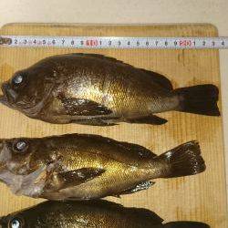 ﾒﾊﾞﾘﾝｸﾞ