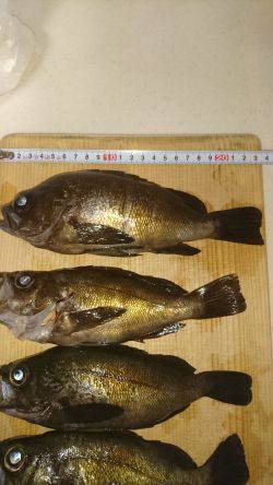 ﾒﾊﾞﾘﾝｸﾞ