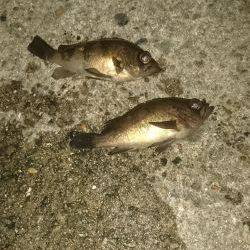 ﾒﾊﾞﾘﾝｸﾞ