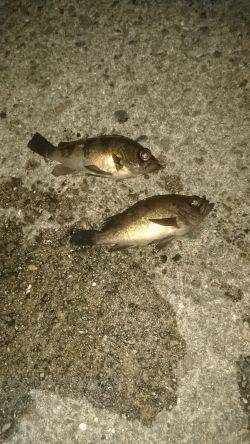 ﾒﾊﾞﾘﾝｸﾞ