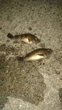 ﾒﾊﾞﾘﾝｸﾞ