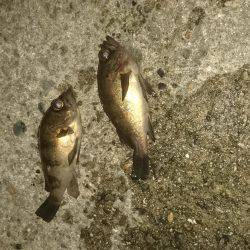 ﾒﾊﾞﾘﾝｸﾞ