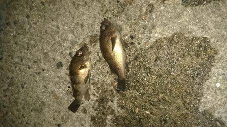 ﾒﾊﾞﾘﾝｸﾞ